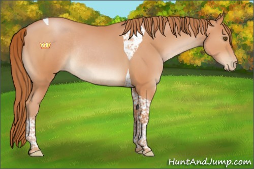 Horse Color:Brown Pearl Tobiano Rabicano 