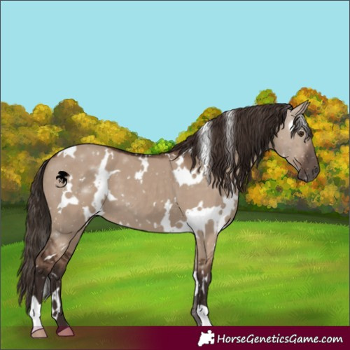 Horse Color:White Spotted Liver Red Dun
