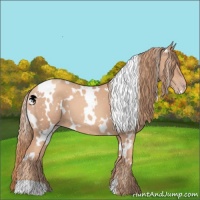 Horse Color:White Spotted Gold Champagne 