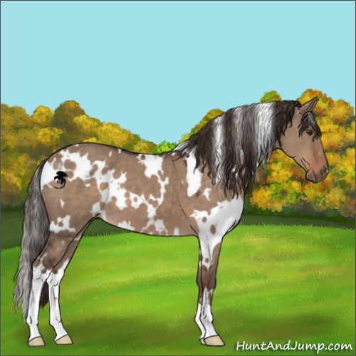 Horse Color:White Spotted Liver Red Dun 