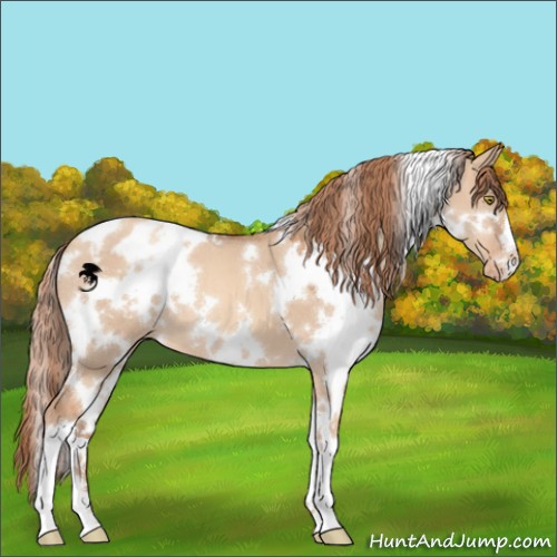 Horse Color:White Spotted Gold Champagne Dun Appaloosa 