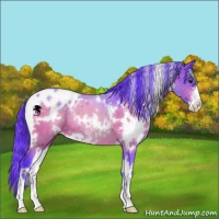 Horse Color:Watercolor White Spotted Brown Sabino 