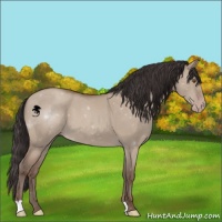 Horse Color:Classic Champagne Dun 