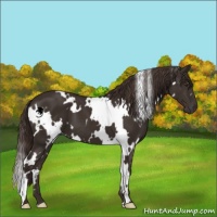 Horse Color:White Spotted Liver Chestnut 