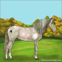 Horse Color:Watercolor White Spotted Chestnut Pearl 