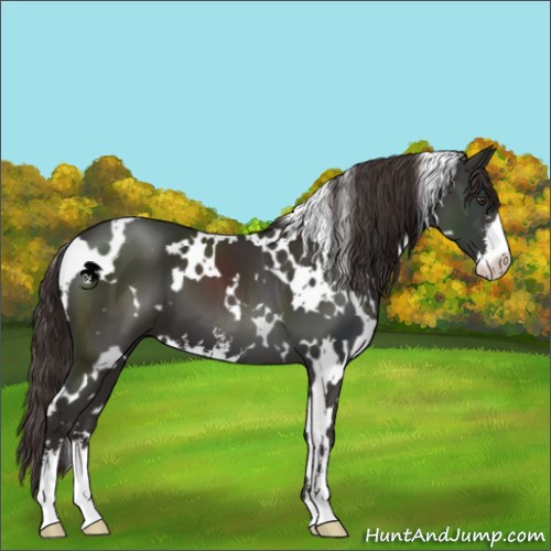 Horse Color:White Spotted Liver Chestnut Sabino 