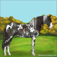 Horse Color:White Spotted Liver Chestnut Sabino 