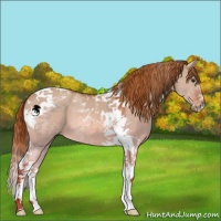 Horse Color:Red Dun Tobiano 