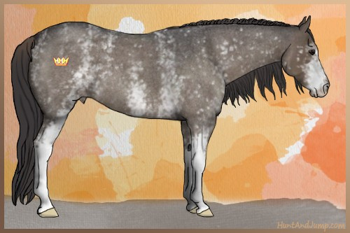 Horse Color:White Spotted Smoky Blue Roan 