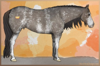 Horse Color:White Spotted Smoky Blue Roan 