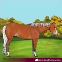 Horse Color:Silver Bay 