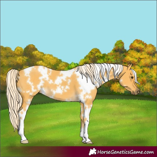 Horse Color:White Spotted Palomino Dun 