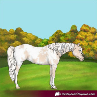 Horse Color:White Spotted Cremello 