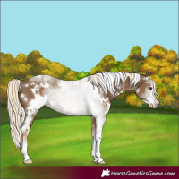 Horse Color:White Spotted Chocolate Palomino Sabino 