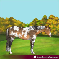 Horse Color:White Spotted Buckskin 