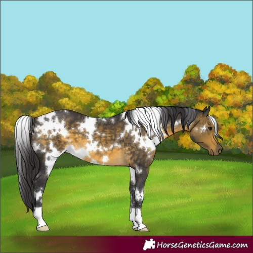 Horse Color:White Spotted Buckskin 