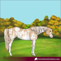 Horse Color:White Spotted Palomino Sabino 