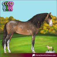 Horse Color:Buckskin Sabino