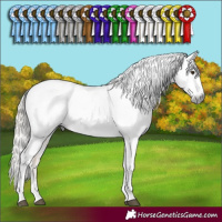 Horse Color:Gray Palomino Sabino Appaloosa Rabicano 