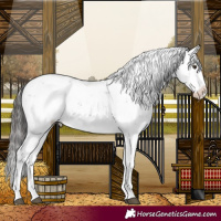 Horse Color:Liver Chestnut Sabino