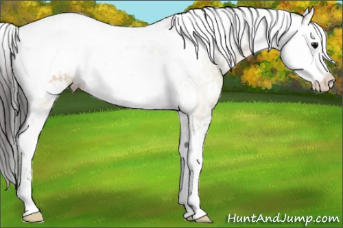 Horse Color:Buckskin Dun Sabino 