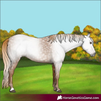 Horse Color:Gray Chestnut 