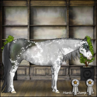 Horse Color:Black Sabino