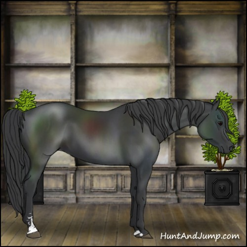Horse Color:Black Sabino 