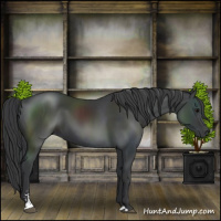 Horse Color:Black Sabino 