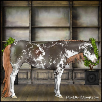 Horse Color:Liver Chestnut Sabino 