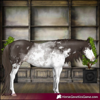 Horse Color:Liver Chestnut Sabino