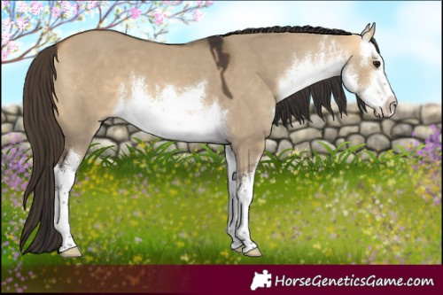 Horse Color:White Spotted Buckskin Dun 