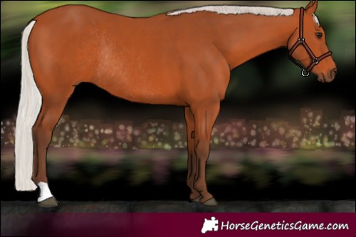 Horse Color:Silver Bay Rabicano 