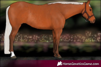 Horse Color:Silver Bay Rabicano 
