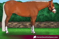 Horse Color:Silver Bay Rabicano