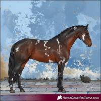 Horse Color:White Spotted Brown 