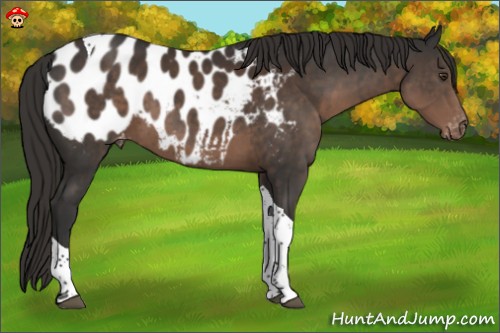 Horse Color:Liver Chestnut Tobiano Appaloosa 