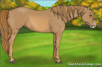 Horse Color:Chestnut Splash 