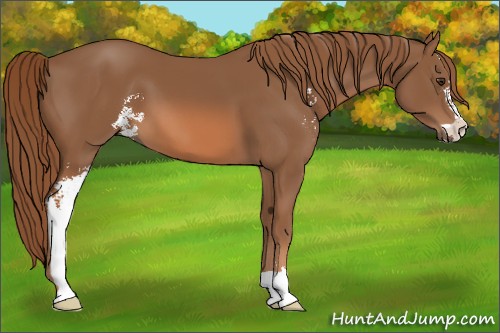 Horse Color:Chestnut Sabino 