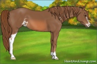 Horse Color:Chestnut Sabino