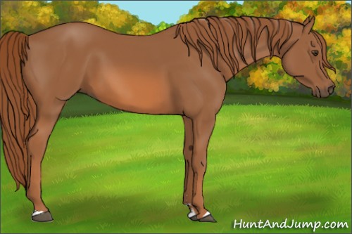 Horse Color:Chestnut Sabino 