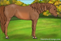 Horse Color:Chestnut Sabino