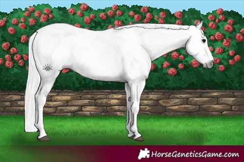 Horse Color:Gray White Spotted Black Splash  and Gray White Spotted Black Splash 