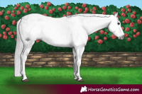 Horse Color:Gray White Spotted Black Splash  and Gray White Spotted Black Splash 