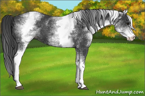 Horse Color:White Spotted Black Sabino