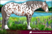 Horse Color:Brown Frame Appaloosa Rabicano 