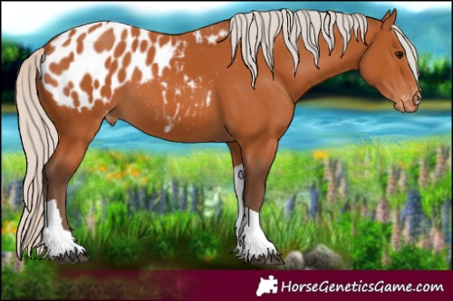 Horse Color:Silver Bay Tobiano Blanket 