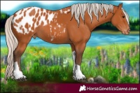 Horse Color:Silver Bay Tobiano Appaloosa 