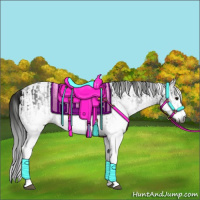 Horse Color:Gray White Spotted Black  and Gray White Spotted Black Appaloosa 