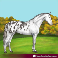 Horse Color:Smoky Black Appaloosa 